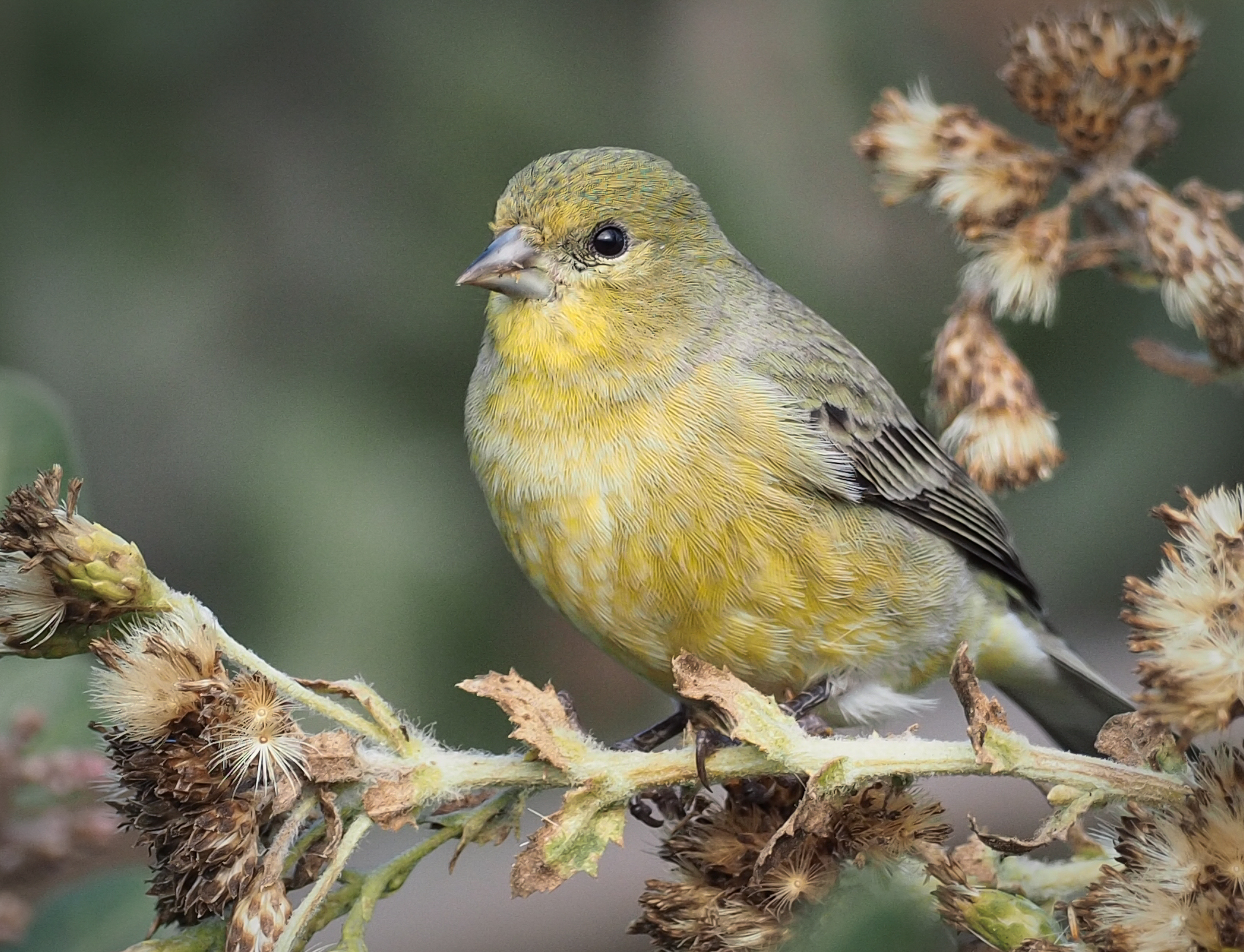 Lesser Goldfinch in Southern California