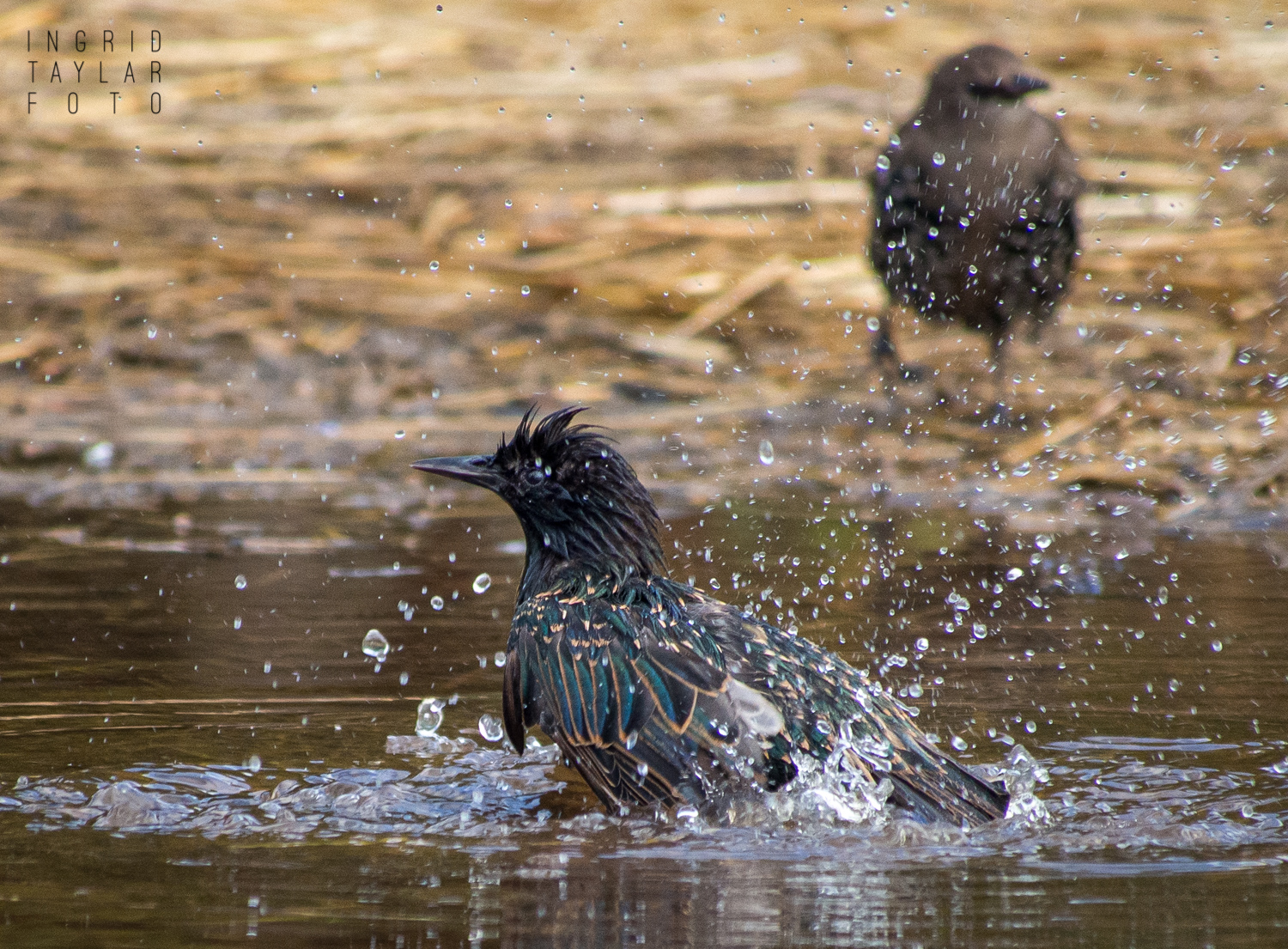 European Starling Bathing in Puddle