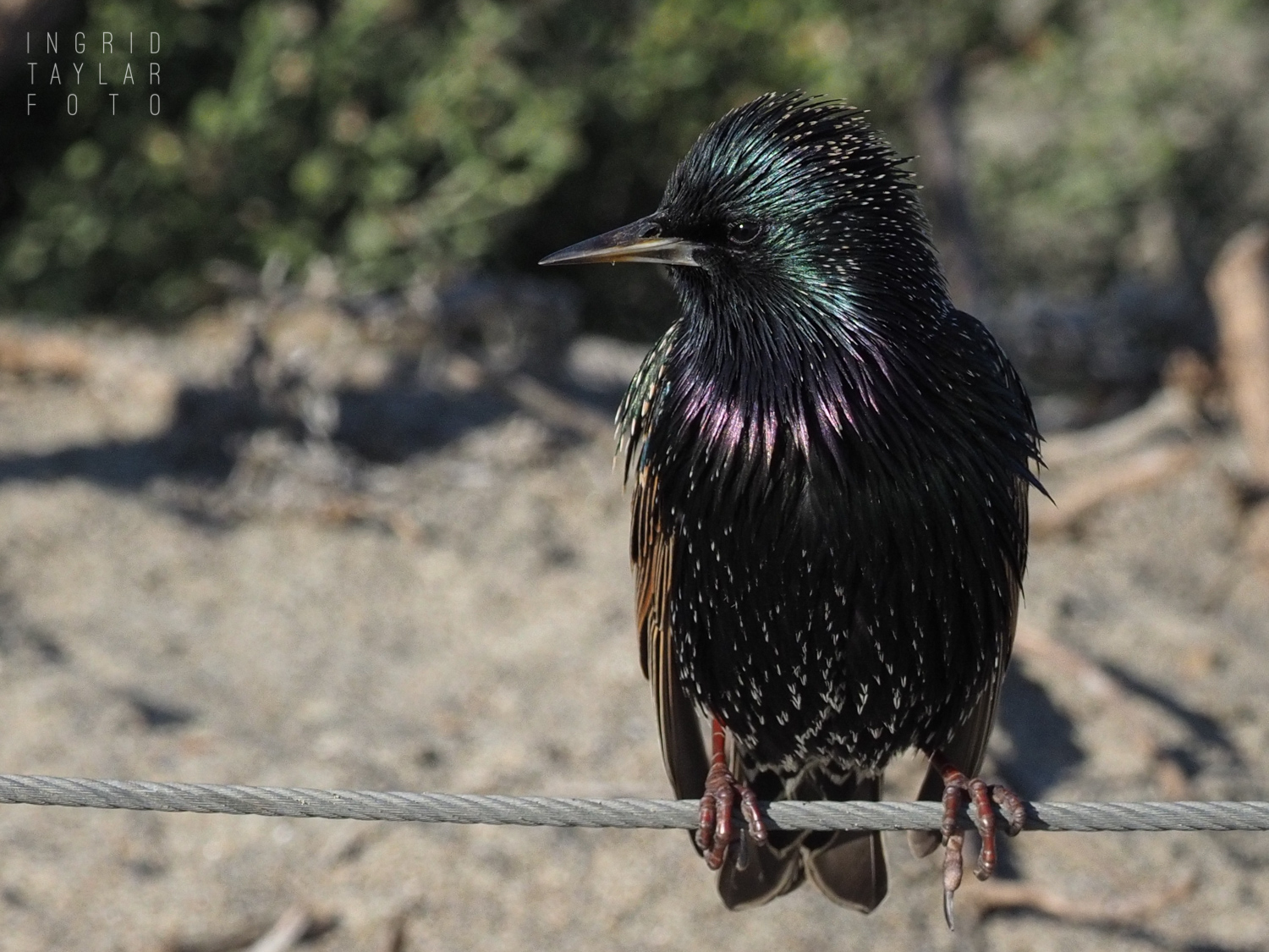 European Starling at Crissy Field San Francisco European Starling at Crissy Field San Francisco
