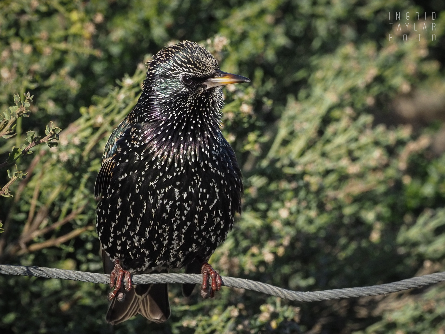 European Starling in San Francisco Presidio
