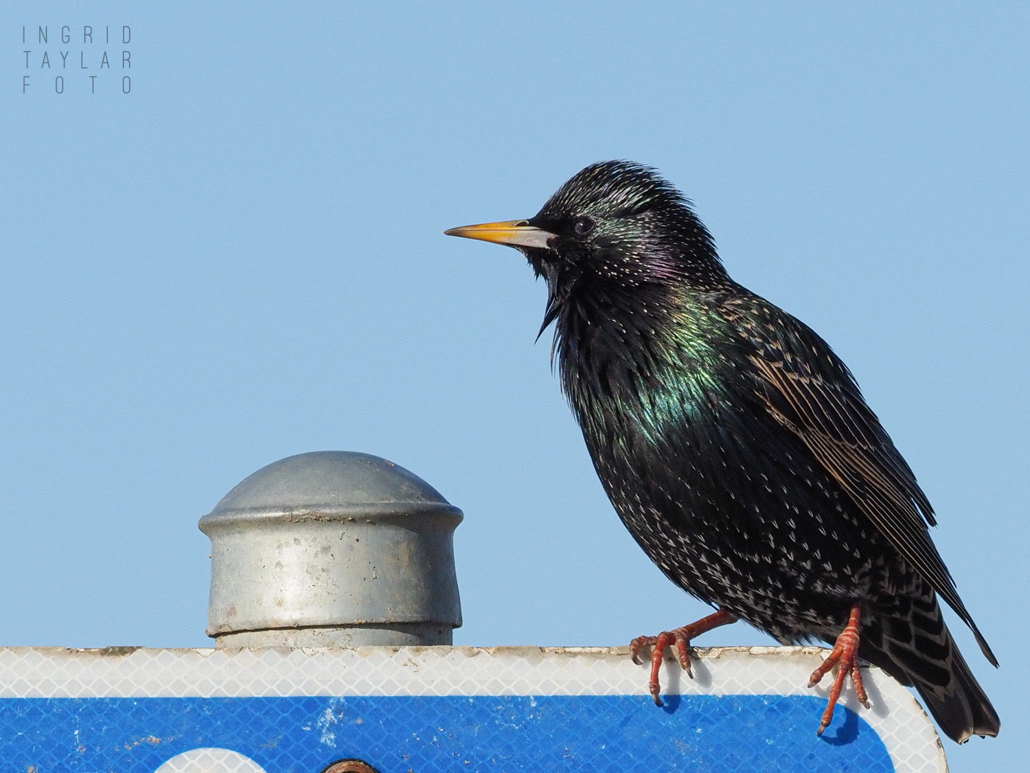 European Starling on Parking Sign