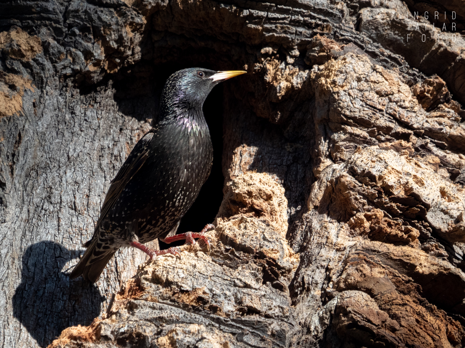 European Starling on Tree Trunk