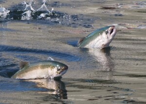 Salmon Jumping at Ballard Locks in Seattle