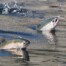 Salmon Jumping at Ballard Locks in Seattle