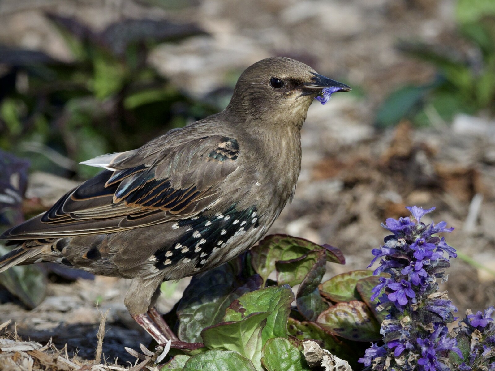 European Starling Eating Flowers