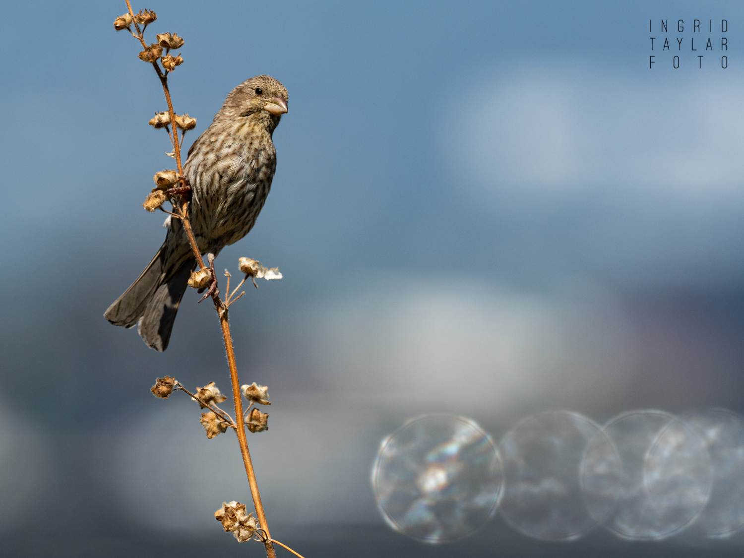 Female House Finch with Light Spheres