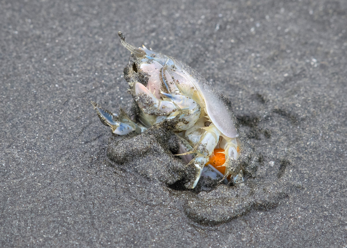 Female Mole Crab Burrowing