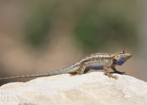 Full Length Fence Lizard
