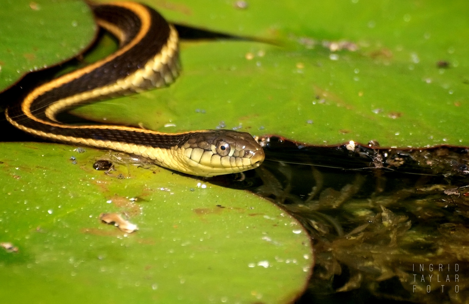 Garter Snake in UC Berkeley Botanical Garden