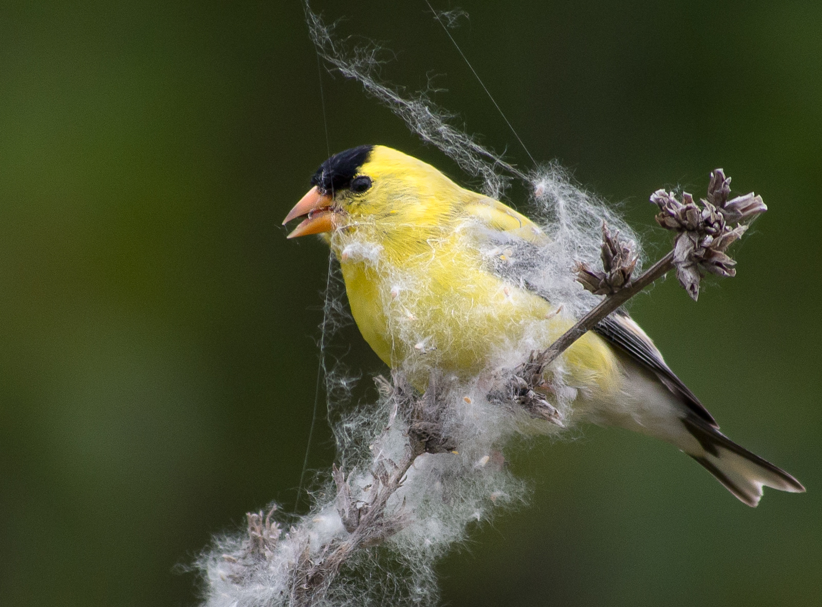 American Goldfinch Male Eating Seeds