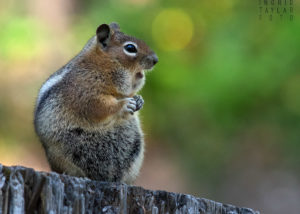 Golden Mantled Squirrel