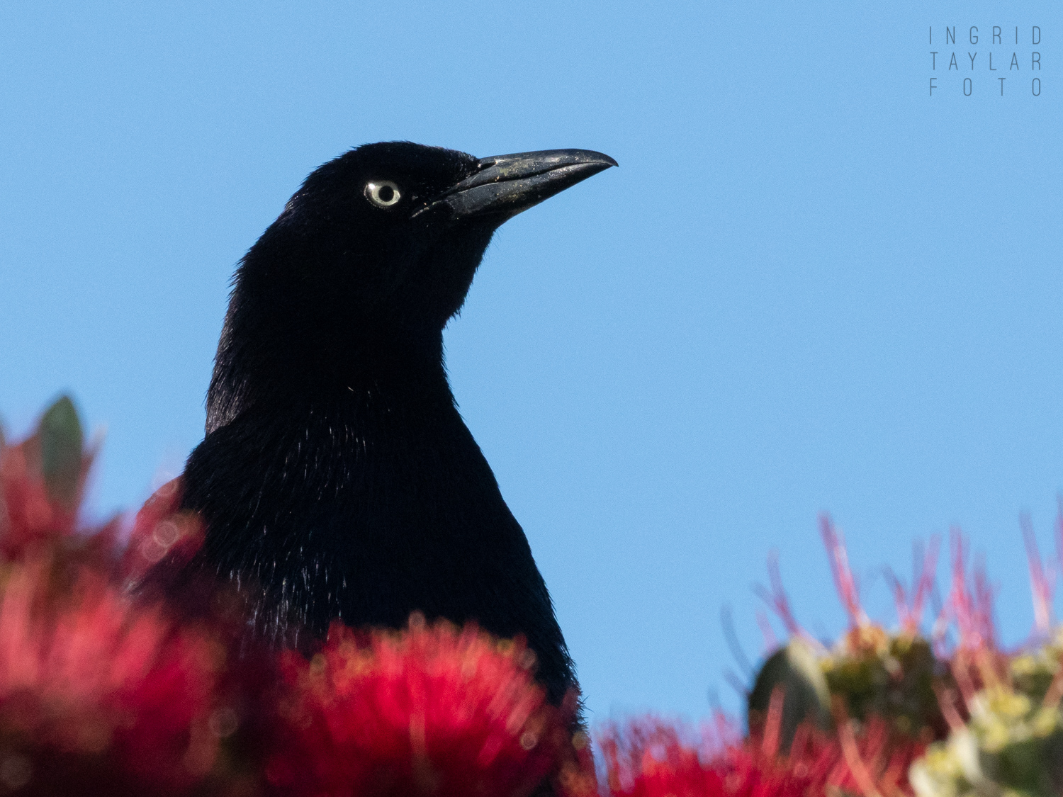 Great-Tailed Grackle Male in Profile