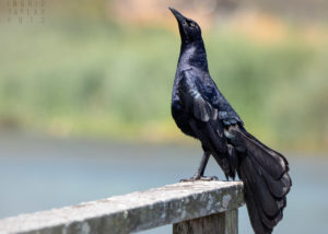 Great-Tailed Grackle on Fence
