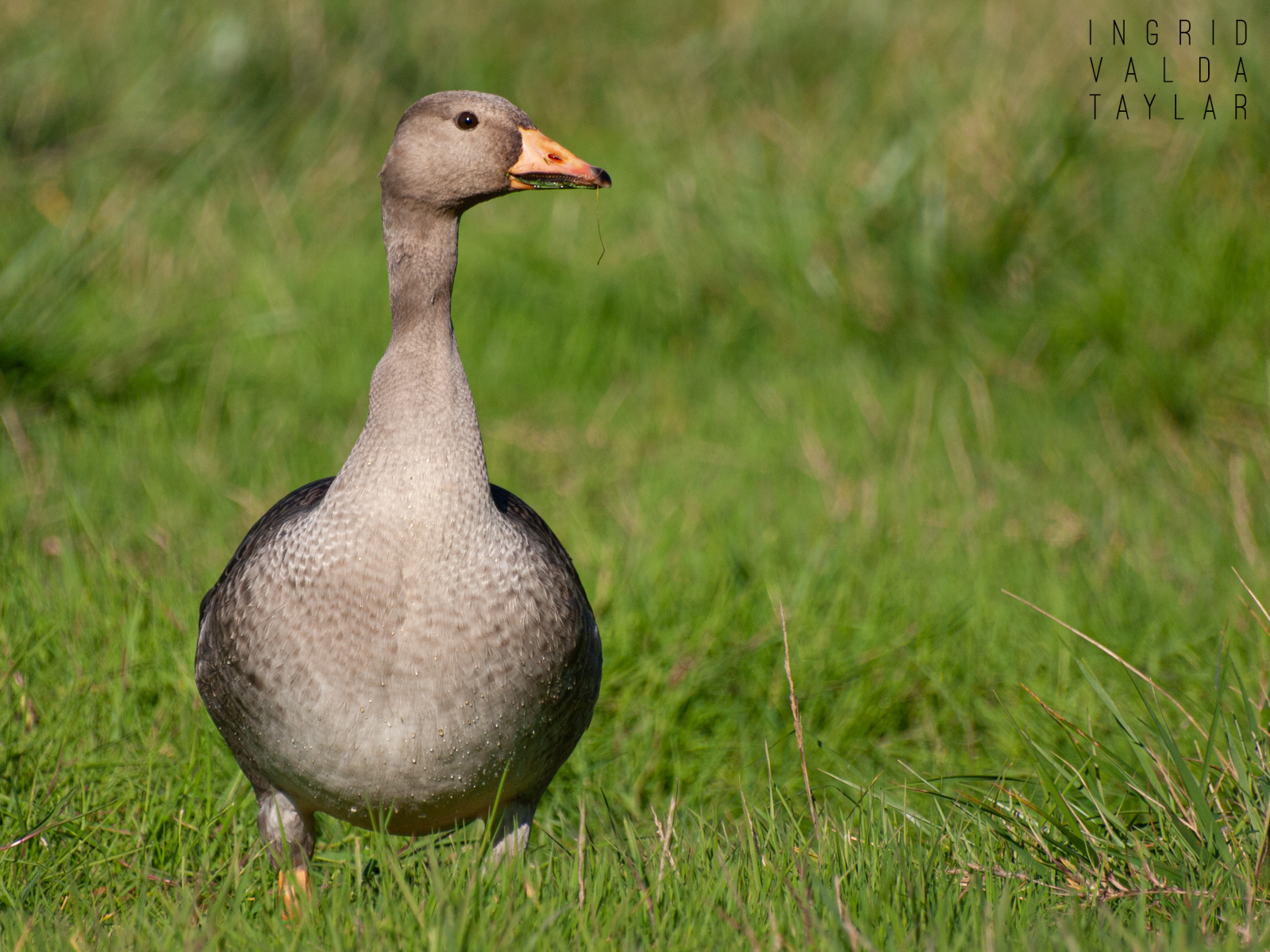 Greater White-Fronted Goose Juvenile