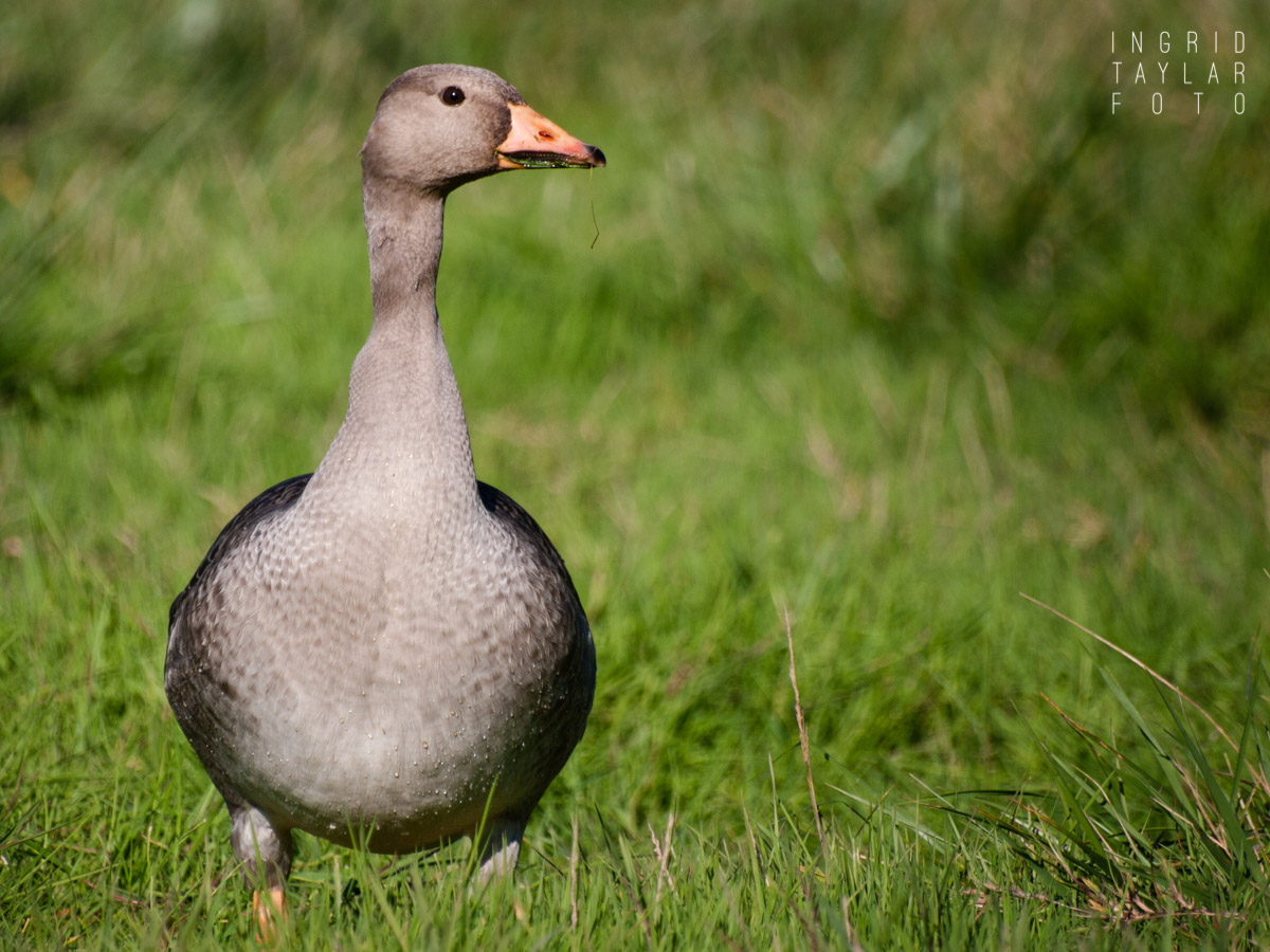 Greater White-Fronted Goose in Grass