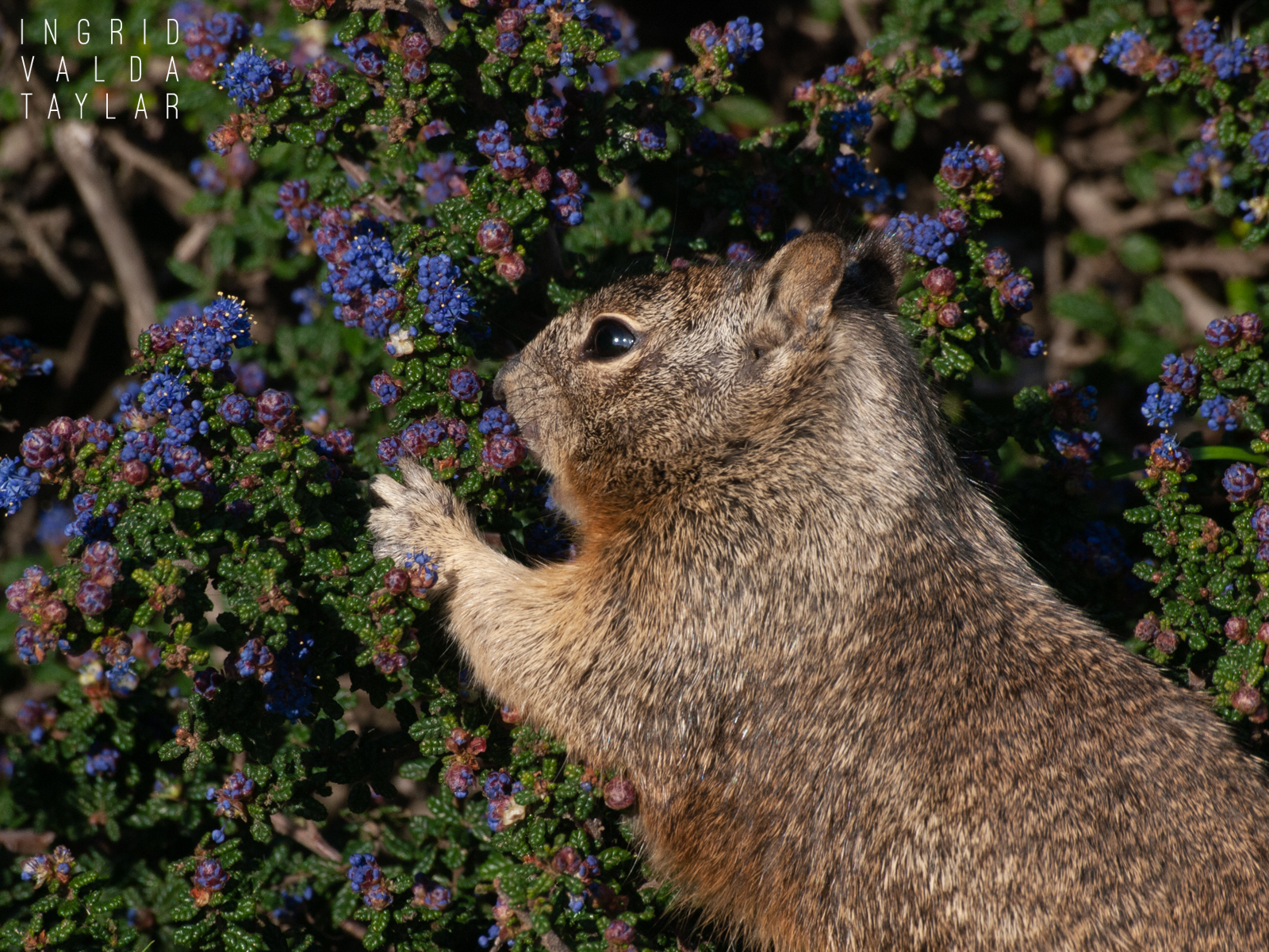 Ground Squirrel Eating Flowers