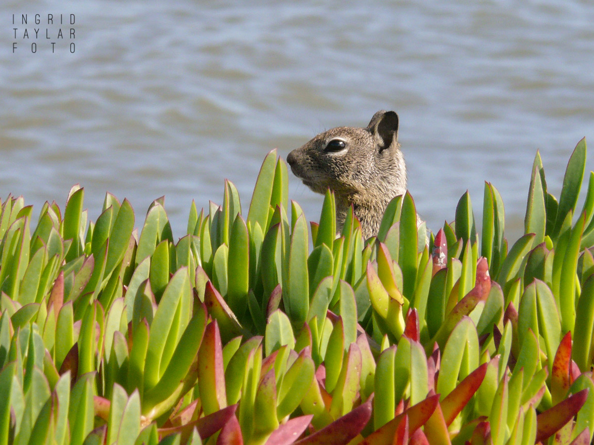 Ground Squirrel in Ice Plant