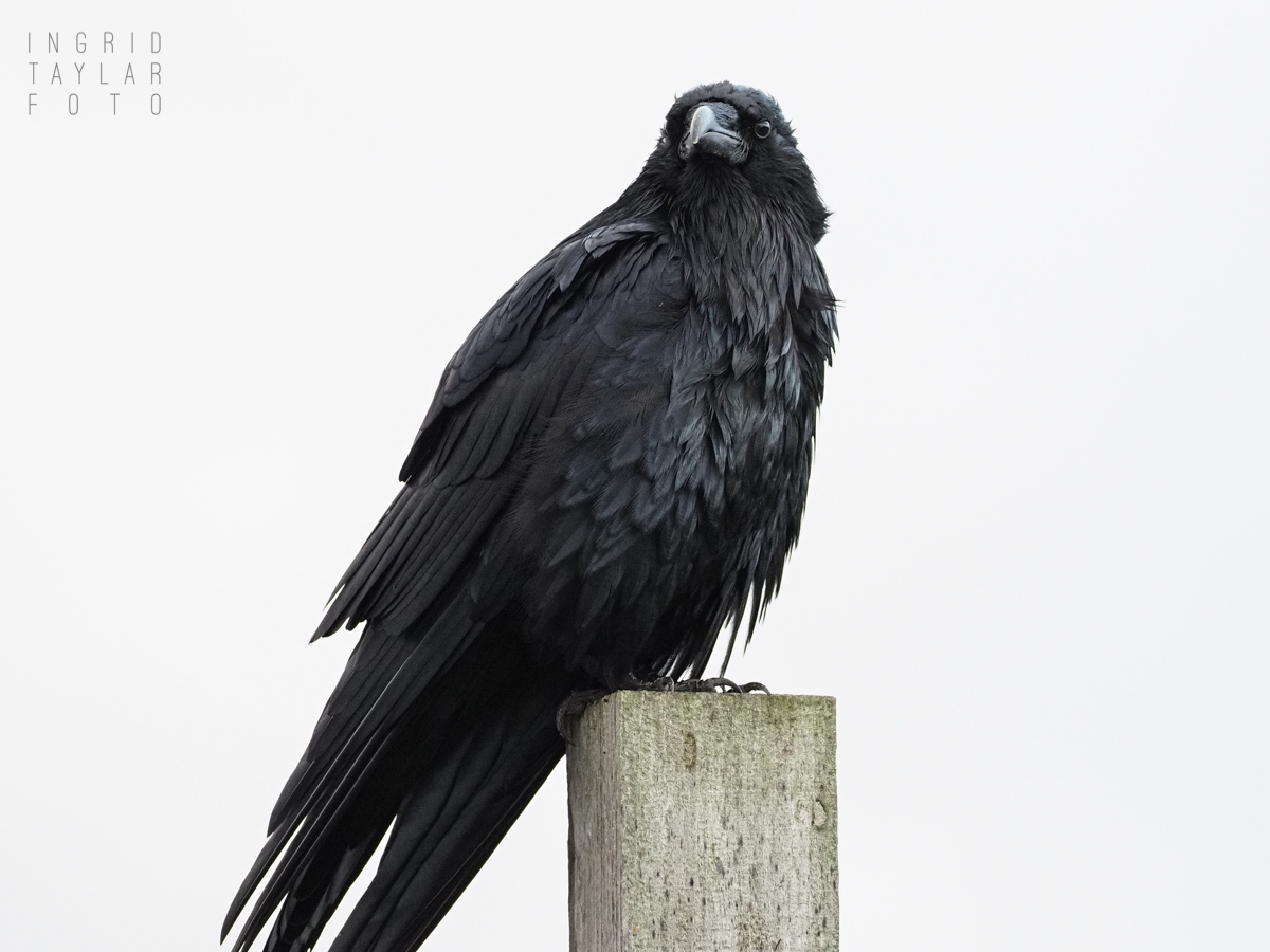 High Key Raven 1