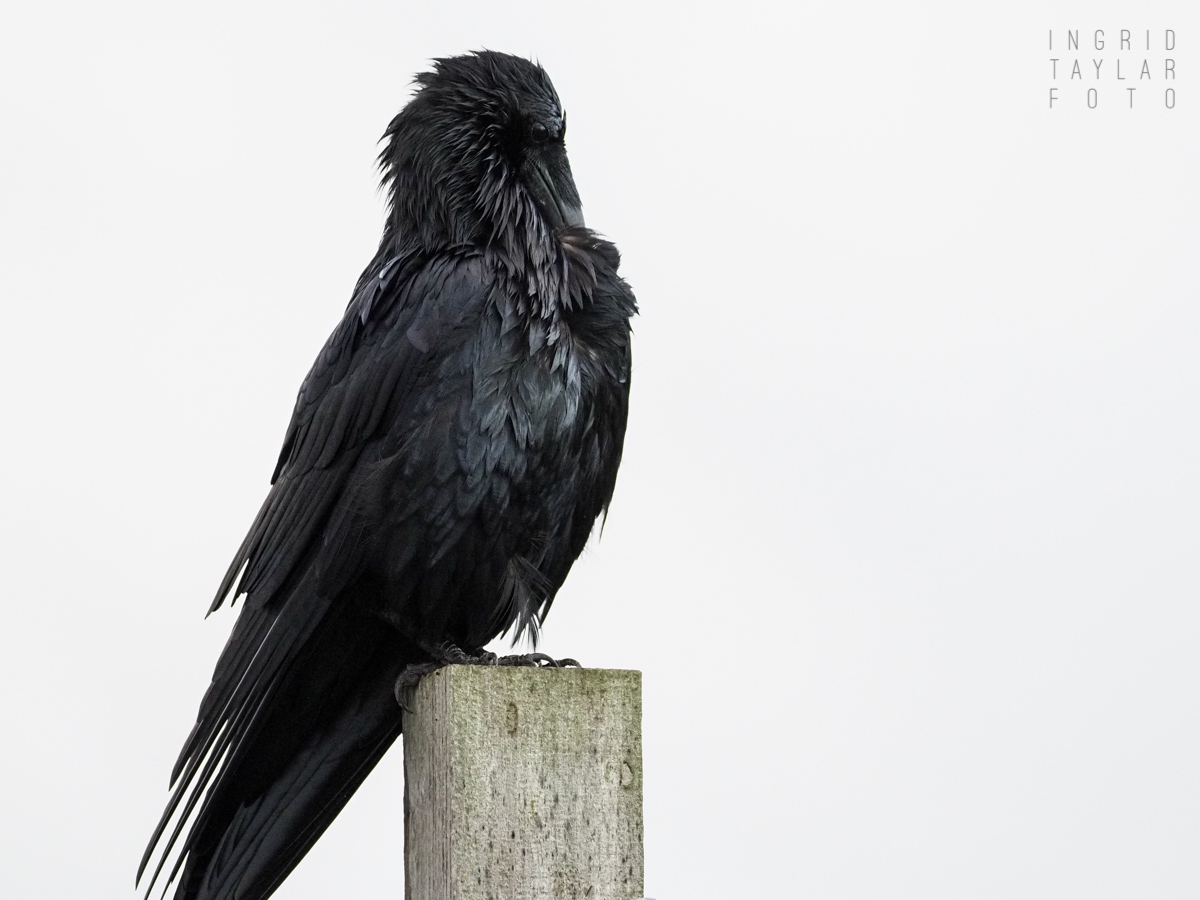 High Key Raven Preening on Fence Post