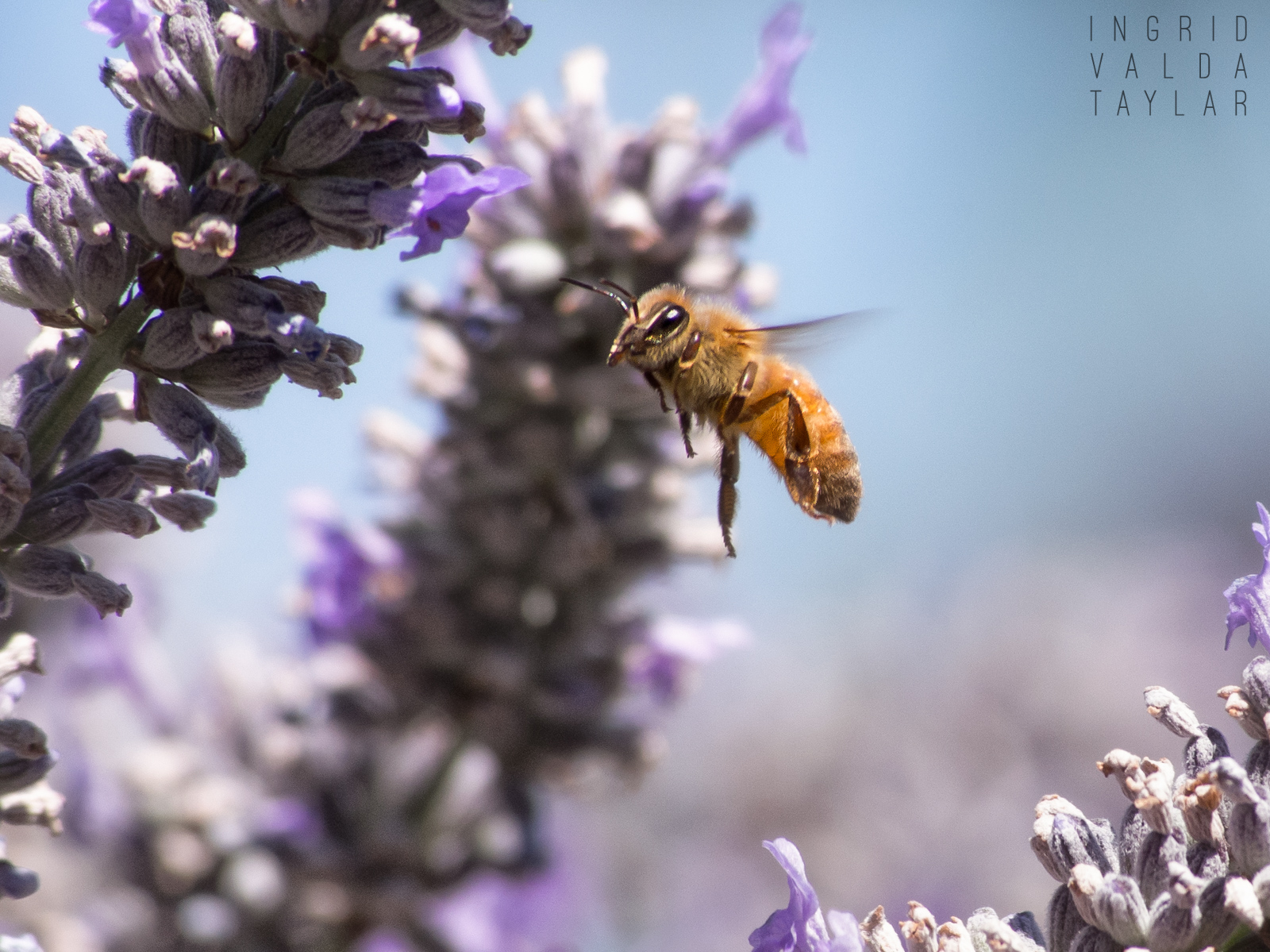 Honey Bee in Lavender