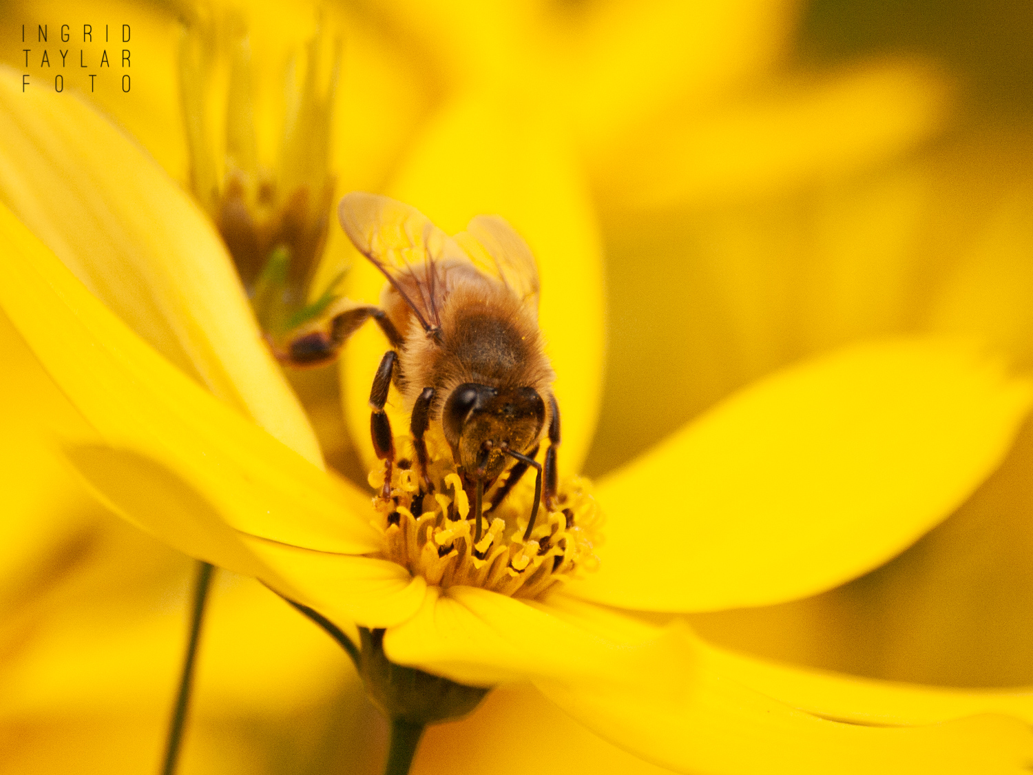 Honey Bee on Yellow Flower at Union Bay Natural Area
