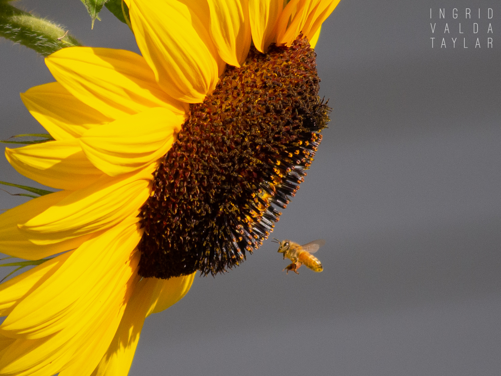 Honeybee and Sunflower