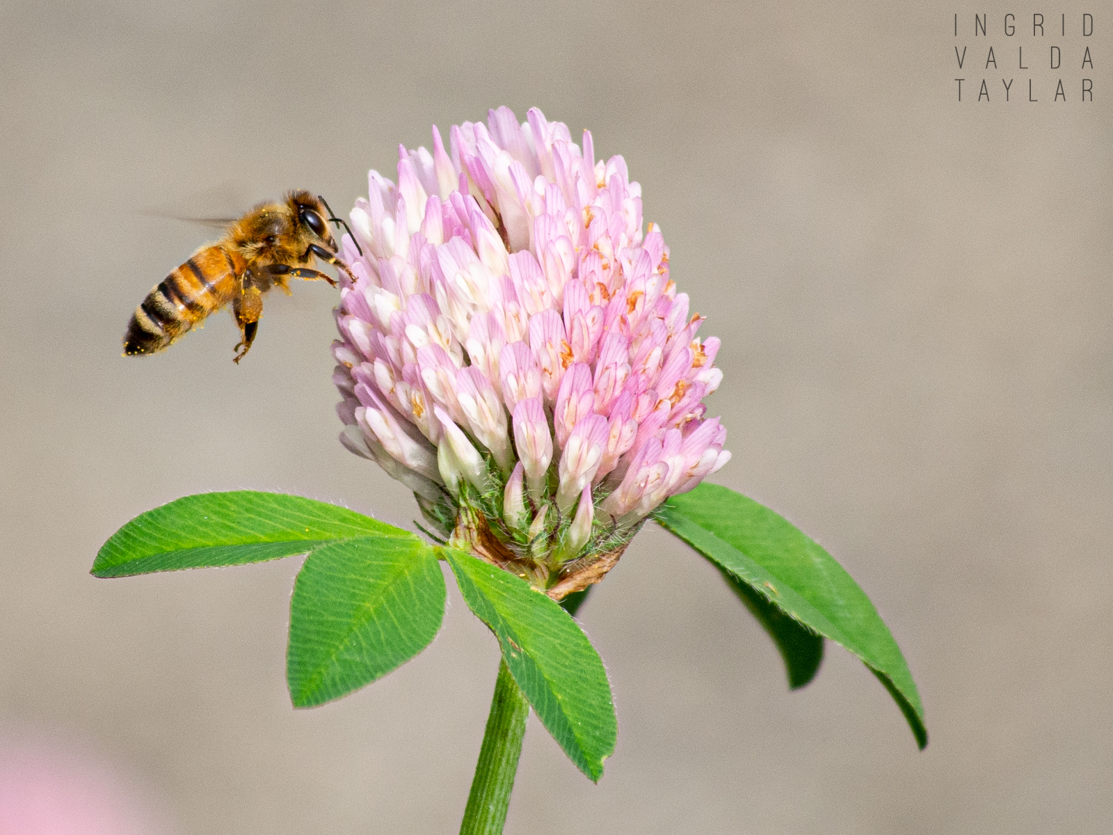 Honeybee on Bloom