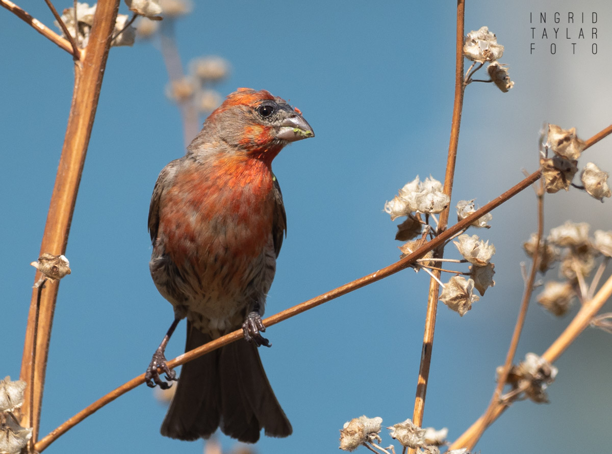 House Finch Male Eating Seeds