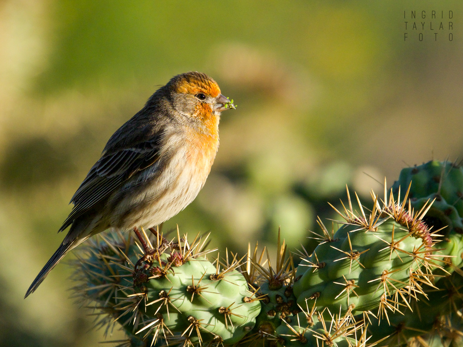 House Finch on Cactus at Bolsa Chica