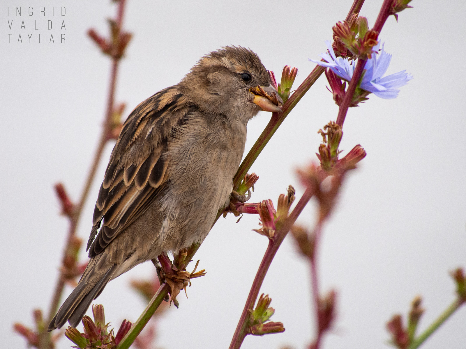 House Sparrow Eating Flowers