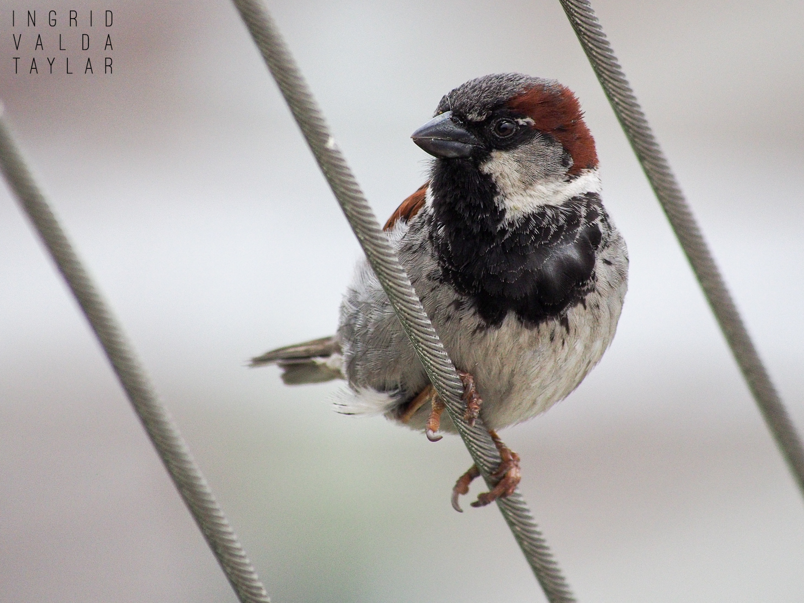 Male House Sparrow on Fence Cable
