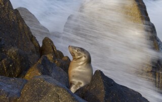 California Sea Lion in Pacific Grove