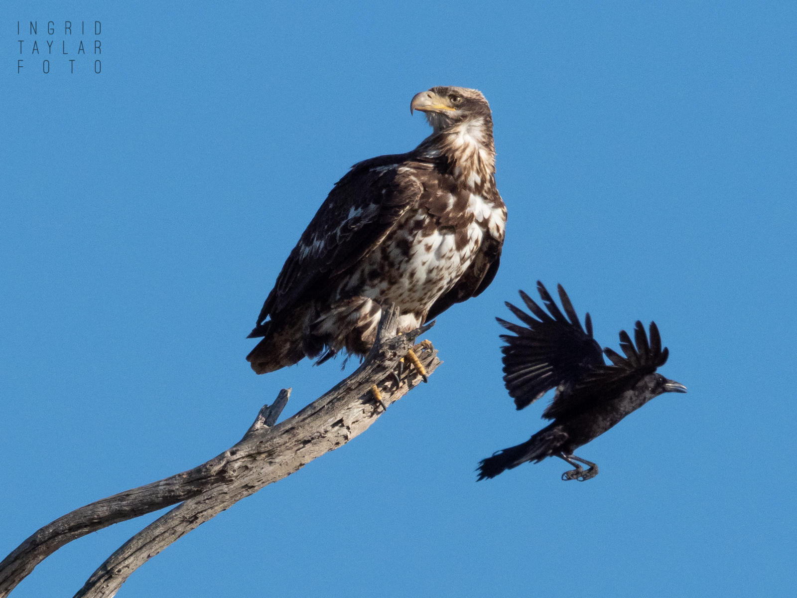 Immature Bald Eagle Mobbed by Crows