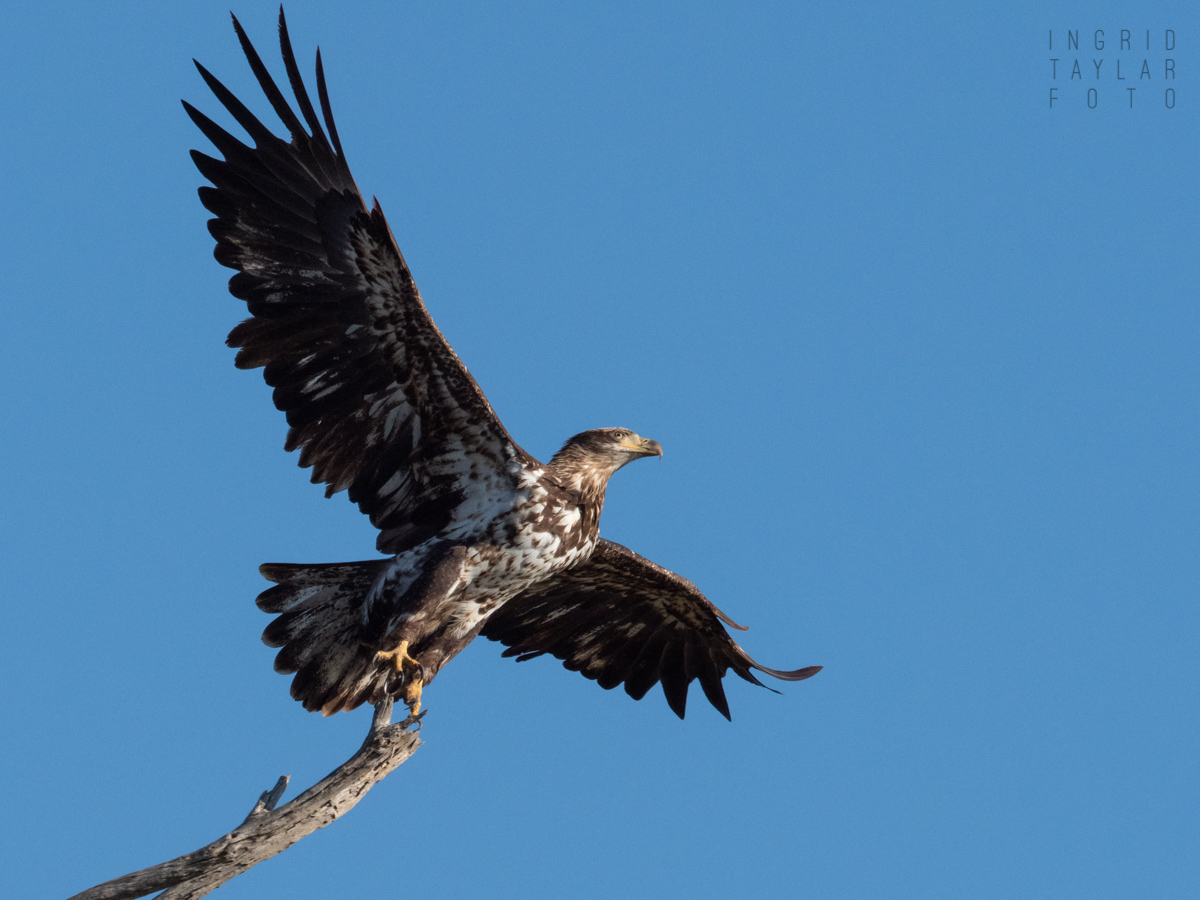 Immature Bald Eagle Taking Off from Tree