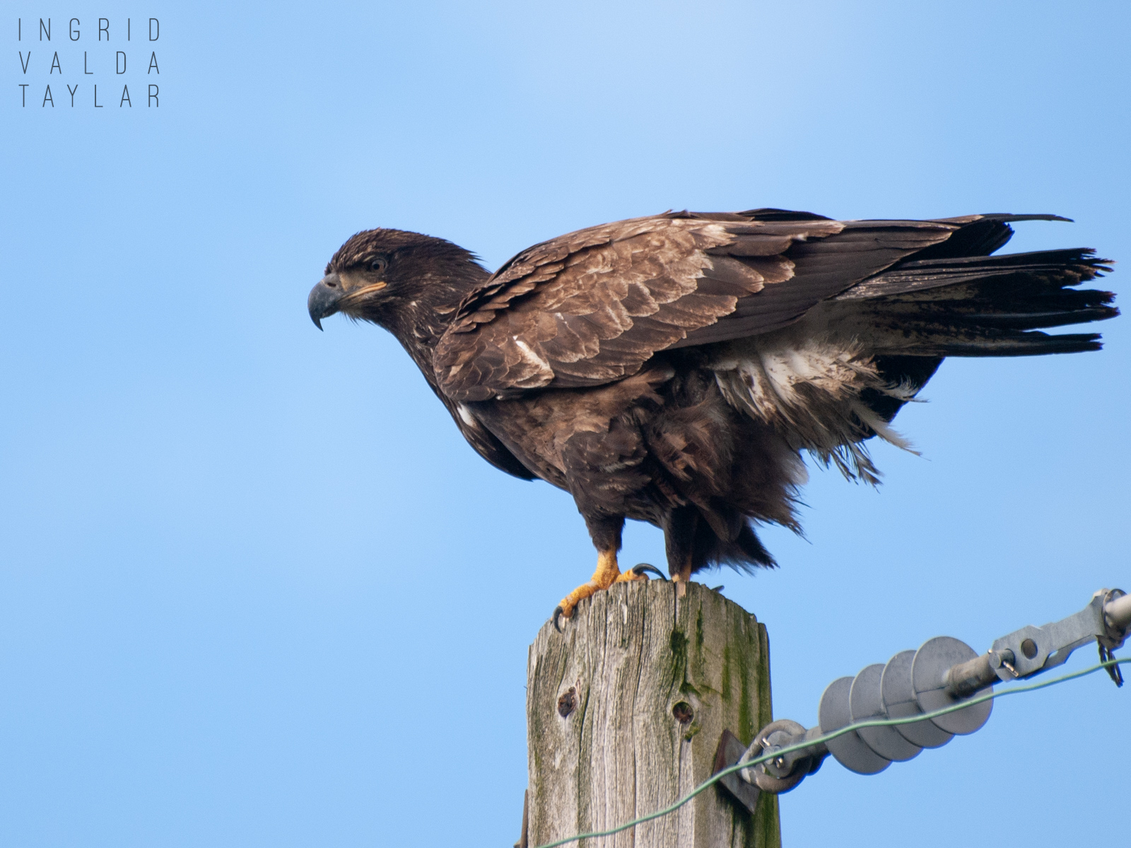 Immature Bald Eagle on Utility Pole