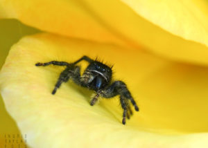 Jumping Spider on Rose Petal