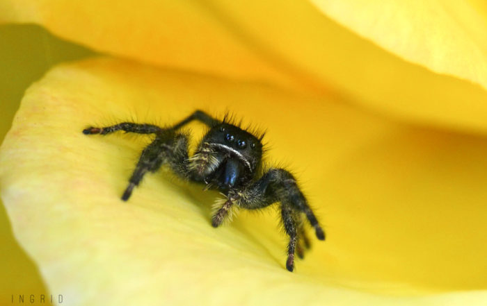 Jumping Spider on Rose Petal