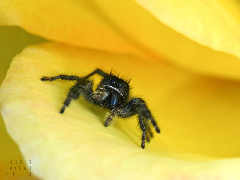 Jumping Spider on Rose Petal