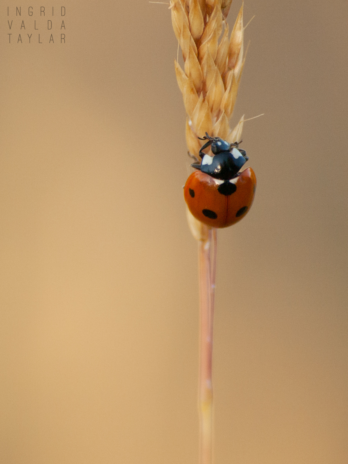 Ladybug on Grass Stalk
