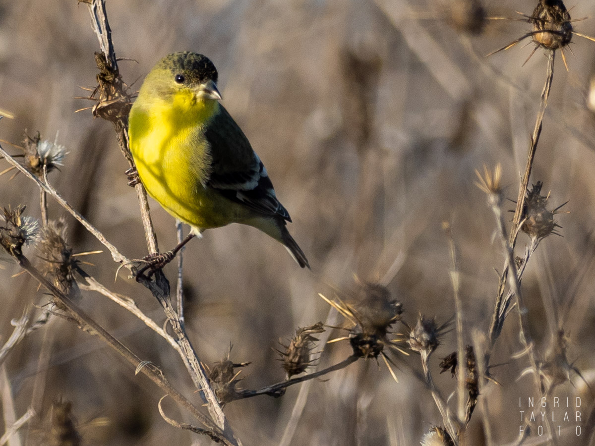 Lesser Goldfinch Male in Dried Thistle