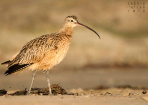 Long-Billed Curlew on Morro Strand 2