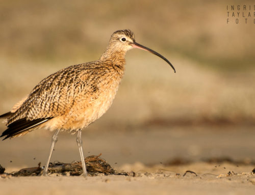 Curlews + Whimbrels