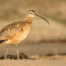 Long-Billed Curlew on Morro Strand 2