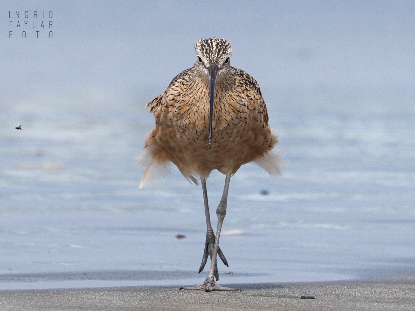 Long-Billed Curlew on Morro Strand Beach 1600