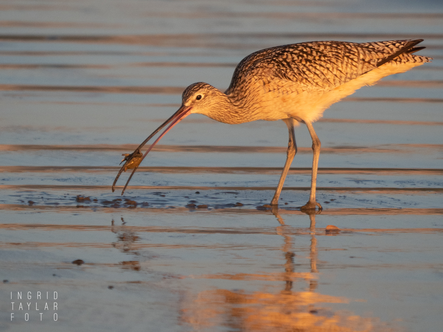 Long-Billed Curlew with Mole Crab on Morro Strand