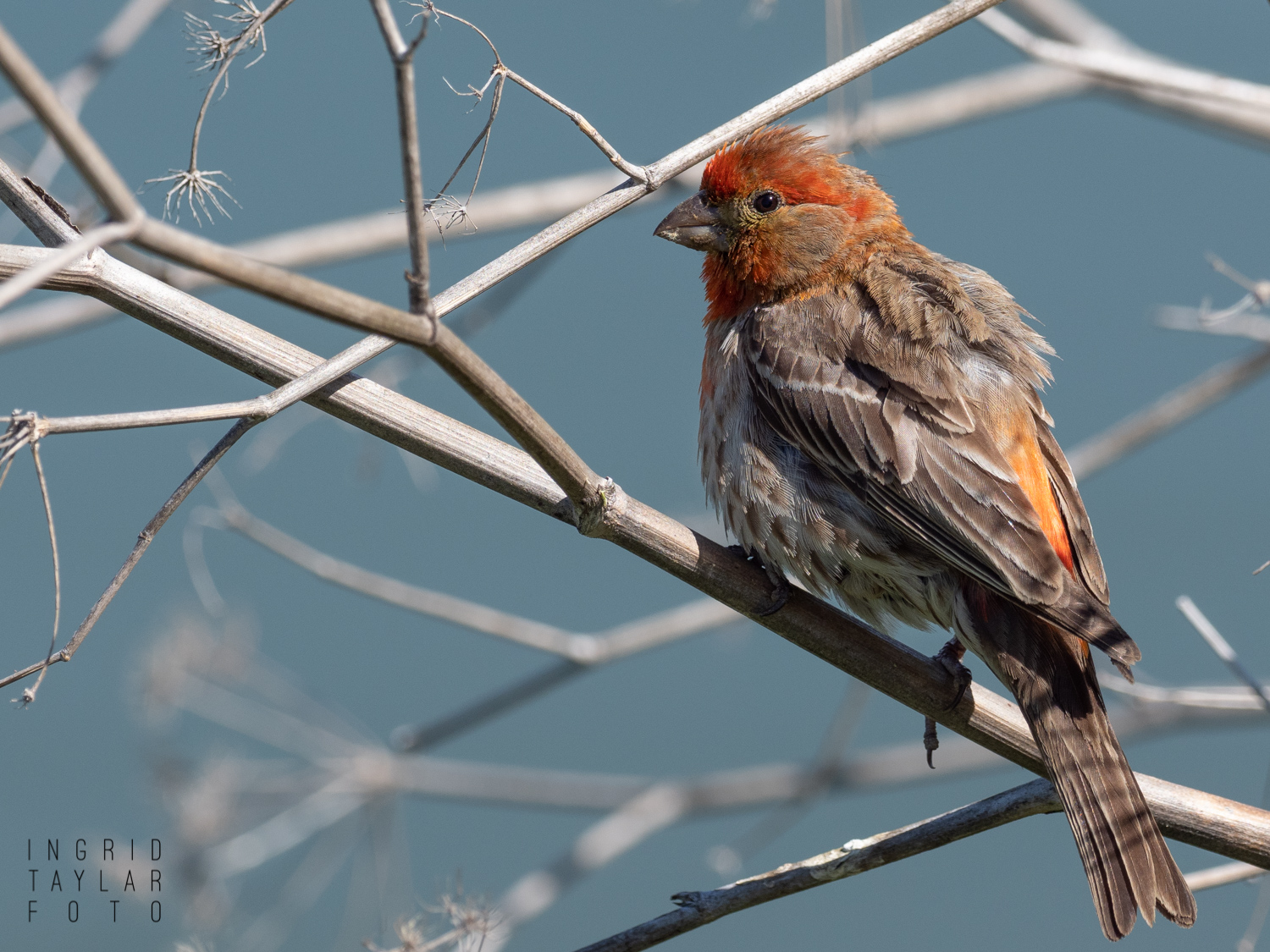 Male House Finch in Branches