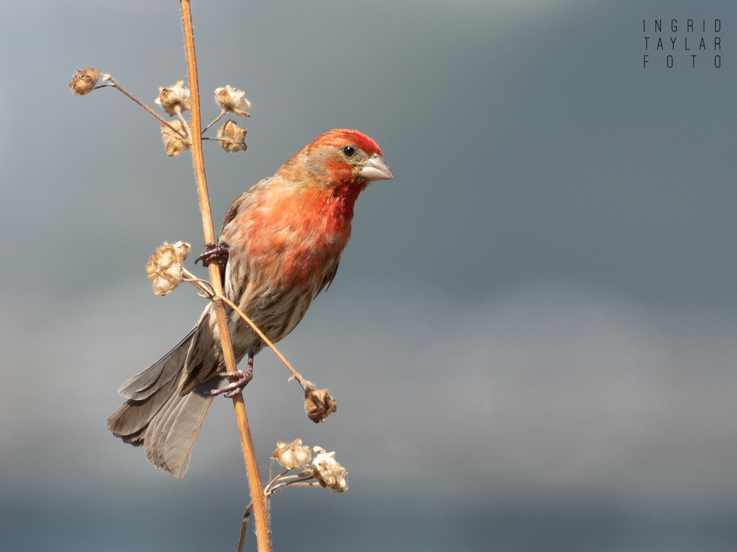 Male House Finch on Plant Stalk
