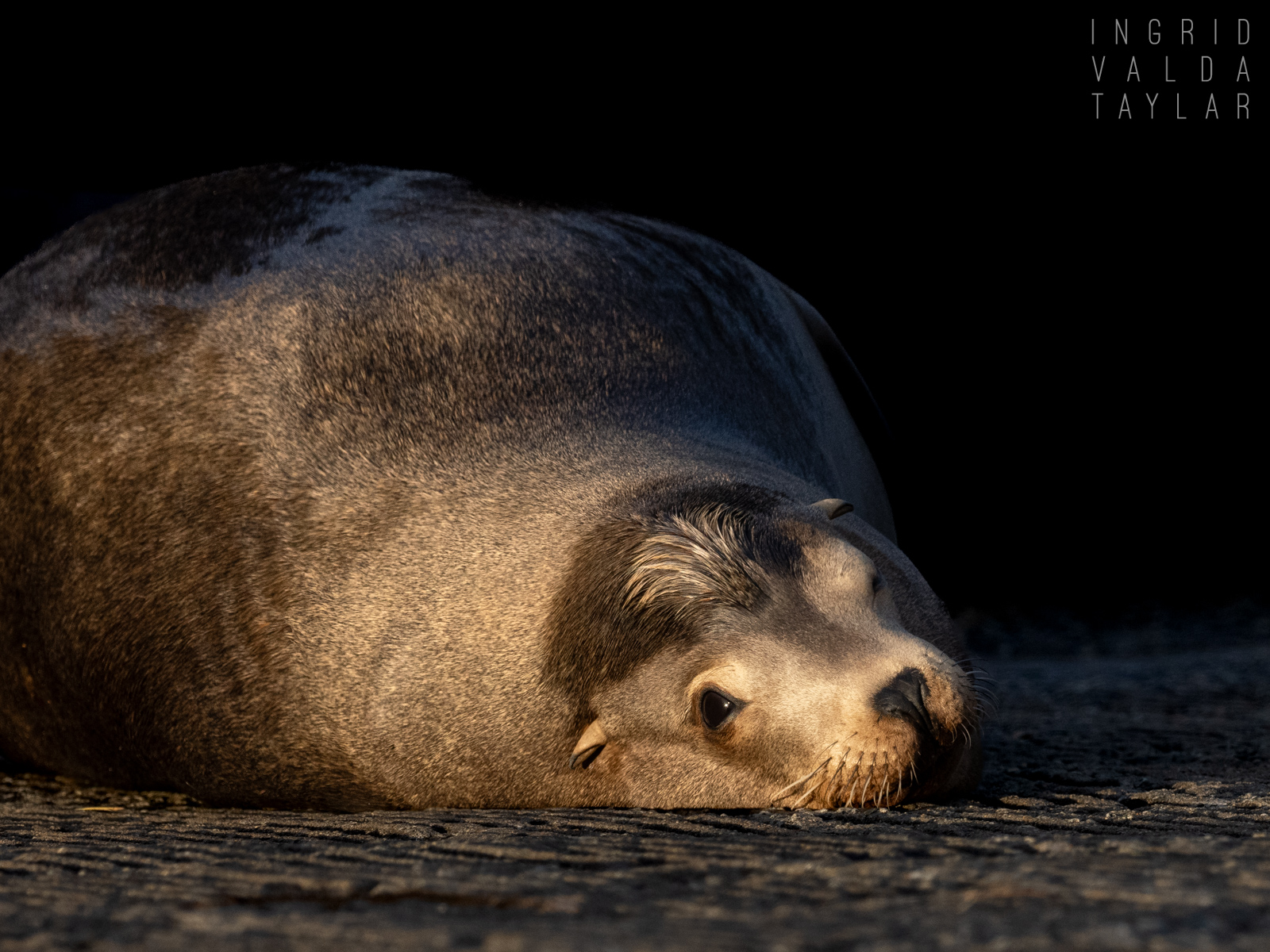 Male Sea Lion Hauled Out on Dock