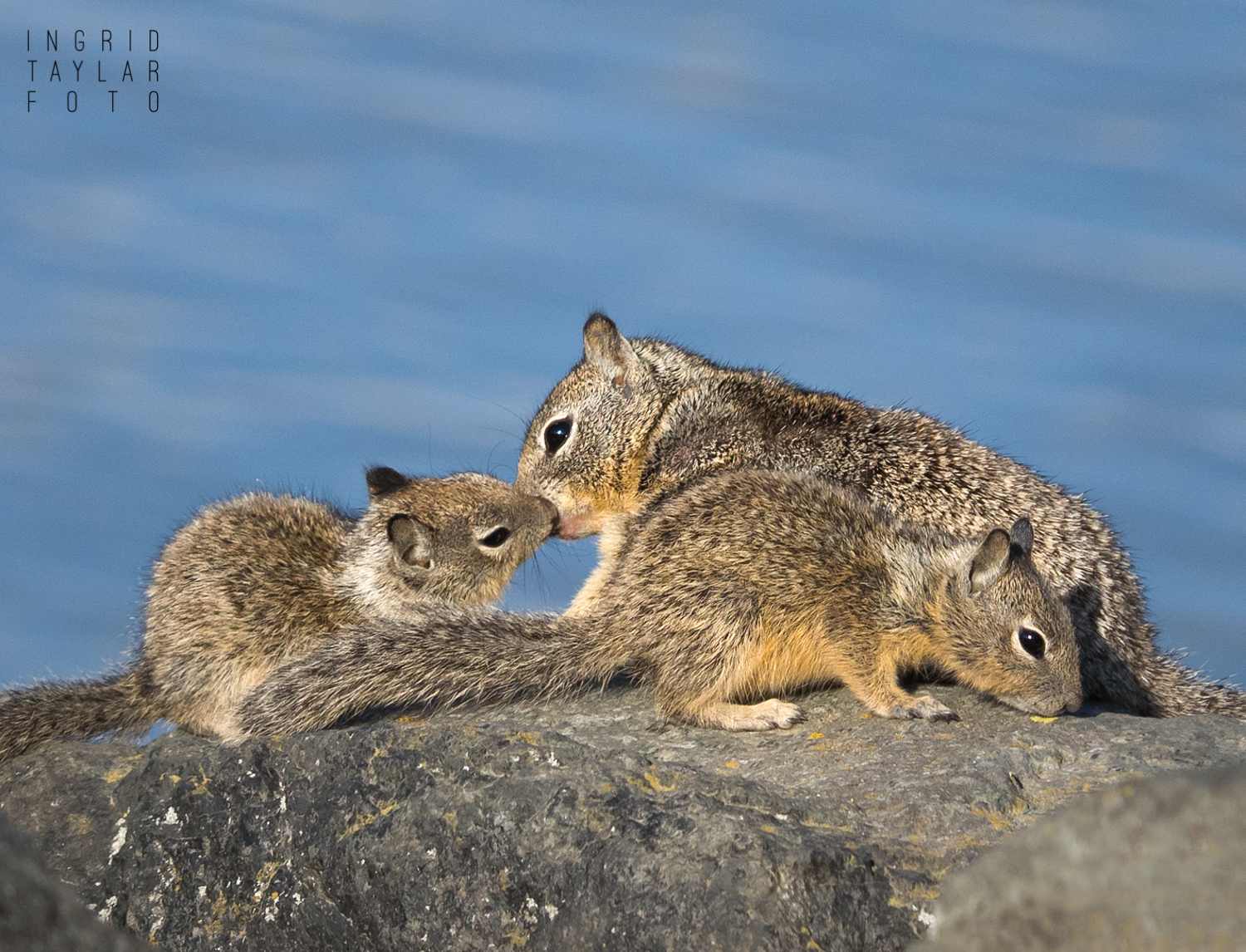 Mama Squirrel with Babies