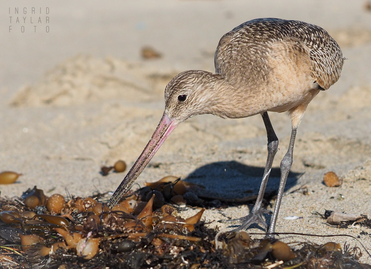 Marbled Godwit Foraging at the Wrack Line